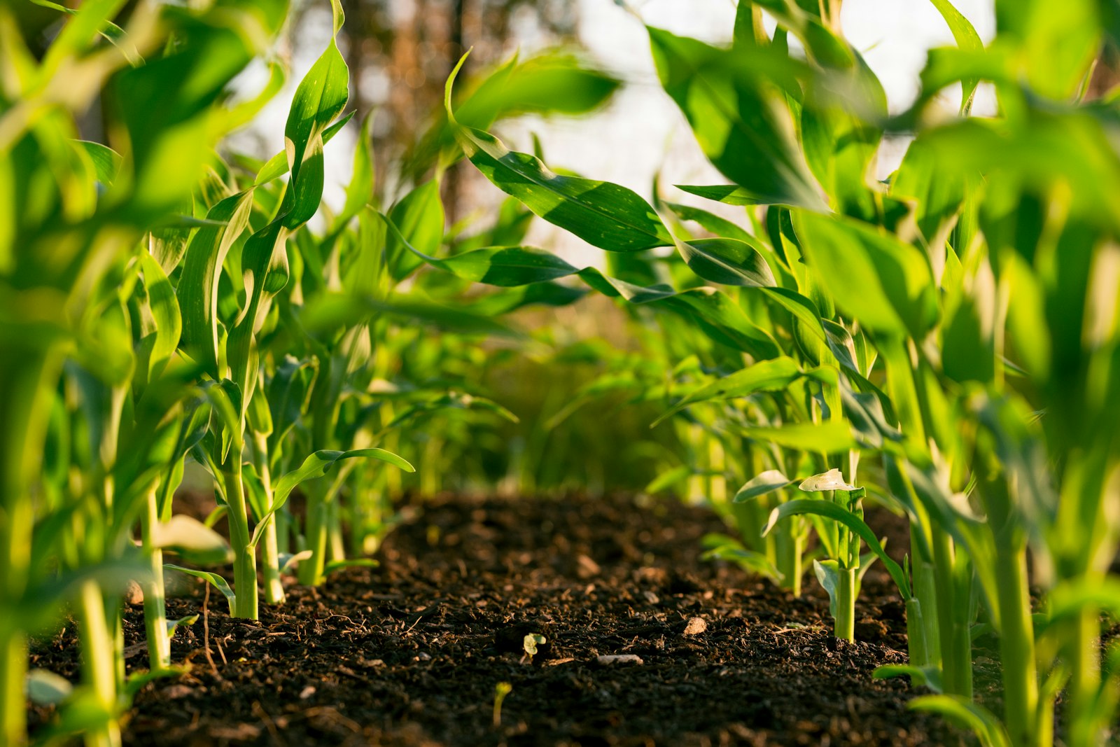 Brotes de cultivo recién nacidos en el campo