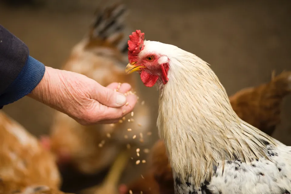 Dando de comer grano a las gallinas — pienso y nutrición animal